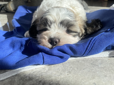 Shih Tzu/Bichon Frise