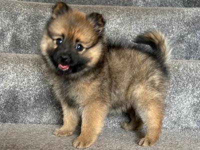 Female Pomeranian puppy in Galway