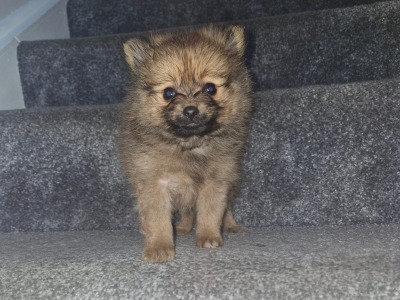 Female Pomeranian puppy in Galway