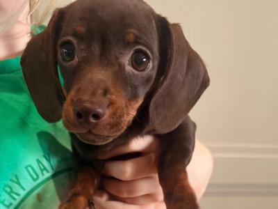 Female Dachshund puppy in Wicklow