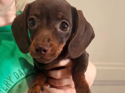 IKC Registered female Miniature Dachshund puppy in Wicklow