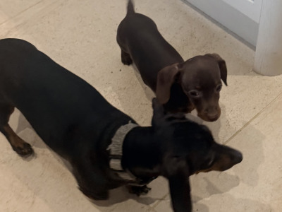 Female Dachshund puppy in Wicklow