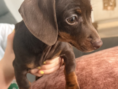Female Dachshund puppy in Wicklow