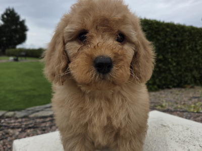 Cavapoo puppies in Wexford
