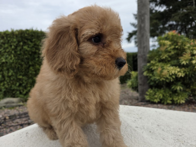 Cavapoo puppies in Wexford