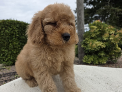 Cavapoo puppies in Wexford
