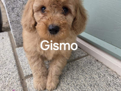 Cavapoo puppies in Wexford