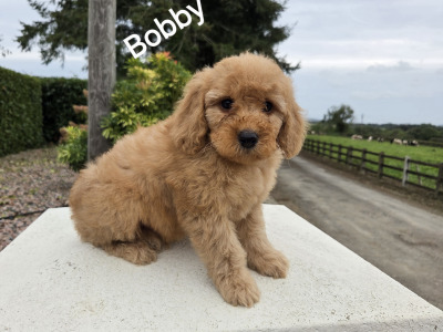 Cavapoo puppies in Wexford