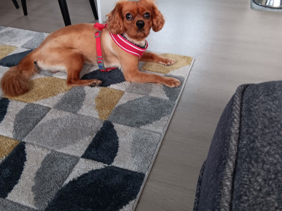 Ruby Red Cavalier King Charles Spaniel for stud in Donegal