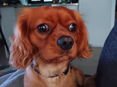 Ruby Red Cavalier King Charles Spaniel for stud in Donegal