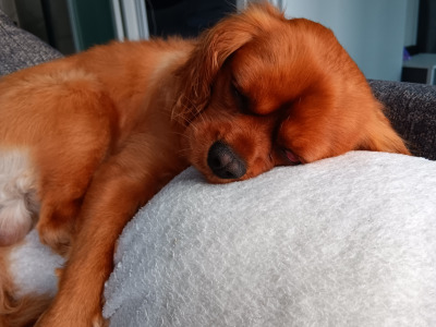 Ruby Red Cavalier King Charles Spaniel for stud in Donegal