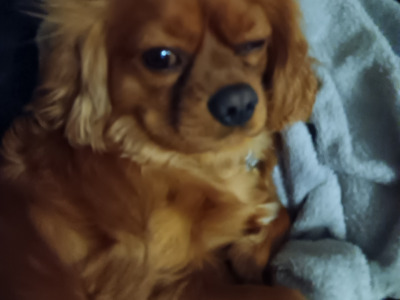 Ruby Red Cavalier King Charles Spaniel for stud in Donegal
