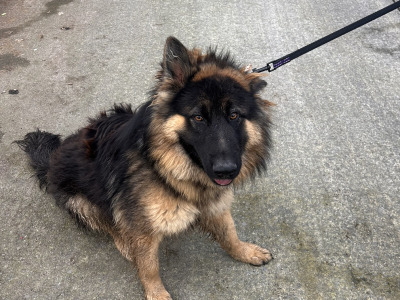 Female German Shepherd puppy 10 months old for sale in Roscommon