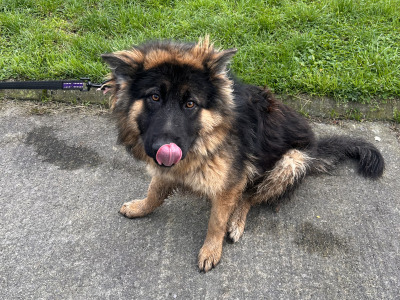 Female German Shepherd puppy 10 months old for sale in Roscommon
