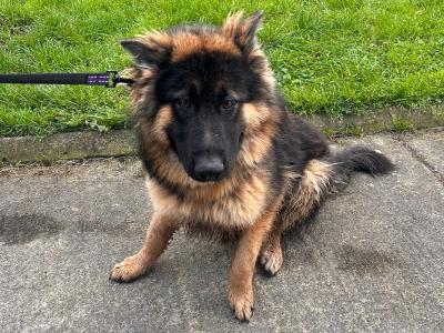 Female German Shepherd puppy 10 months old for sale in Roscommon