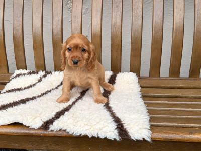 Cockalier (Cavalier King Charles Spaniel x Cocker Spaniel) puppies in Laois
