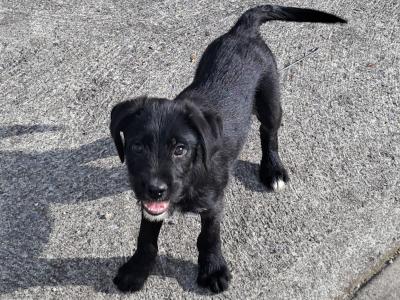 1 left ** - Male Border Collie x Fox Terrier puppy in Offaly