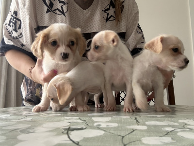 Chihuahua x Cavachon puppies in Carlow