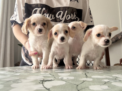 Chihuahua x Cavachon puppies in Carlow