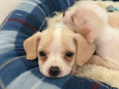 Chihuahua x Cavachon puppies in Carlow