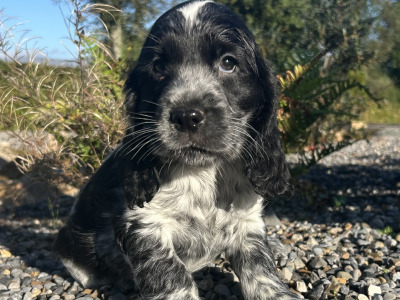 Blue Roan Cocker Spaniel puppies in Wexford