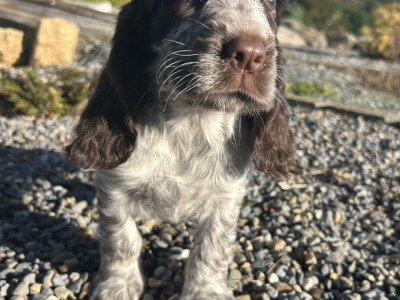 Blue Roan Cocker Spaniel puppies in Wexford
