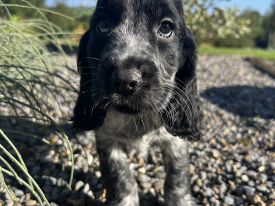 Blue Roan Cocker Spaniel puppies in Wexford