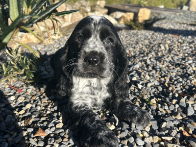Blue Roan Cocker Spaniel puppies in Wexford