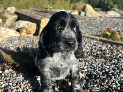 Blue Roan Cocker Spaniel puppies in Wexford