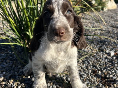Blue Roan Cocker Spaniel puppies in Wexford