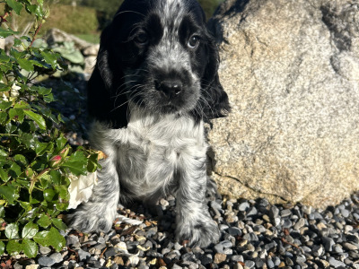Blue Roan Cocker Spaniel puppies in Wexford