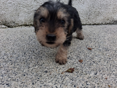 Black and Tan Yorkie x puppies in Galway