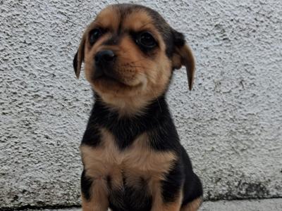Black and Tan Yorkie x puppies in Galway
