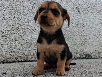 Black and Tan Yorkshire Terrier X puppies in Galway