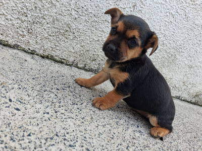 Black and Tan Yorkie x puppies in Galway