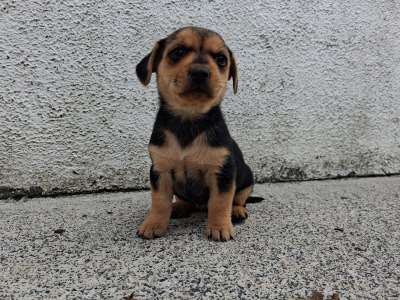 Black and Tan Yorkie x puppies in Galway