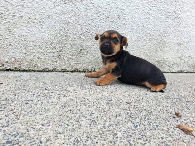 Black and Tan Yorkie x puppies in Galway