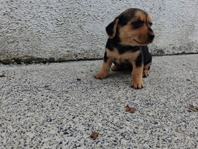Black and Tan Yorkie x puppies in Galway