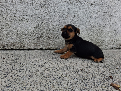 Black and Tan Yorkie x puppies in Galway