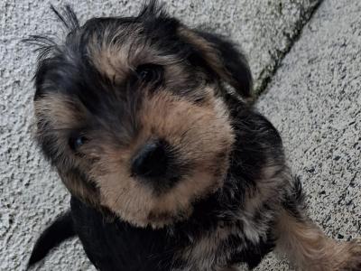 Black and Tan Yorkie x puppies in Galway