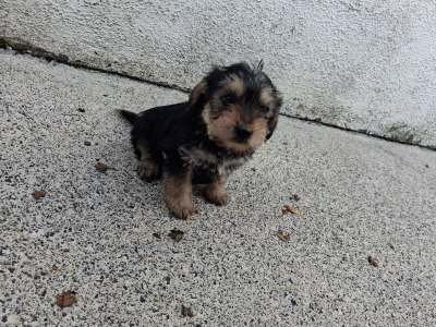 Black and Tan Yorkie x puppies in Galway