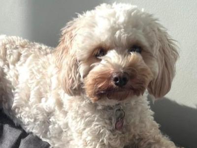 Beautiful female Cavapoo in Waterford