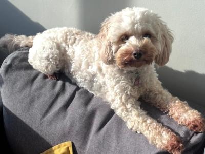 Honey is a beautiful female Cavapoo adult dog in Waterford