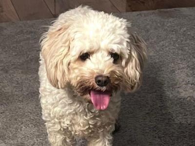 Beautiful female Cavapoo in Waterford