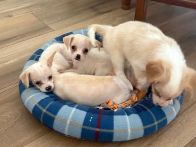 Chihuahua x Cavachon puppies in Carlow