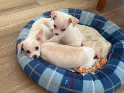 Chihuahua x Cavachon puppies in Carlow