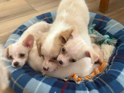 Chihuahua x Cavachon puppies in Carlow