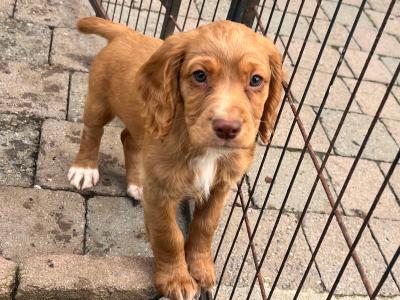 IKC Registered (pending) Cocker Spaniel puppies available in Carlow