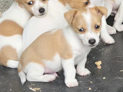 Jack Russell puppies in Carlow