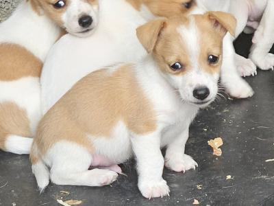 Jack Russell puppies in Carlow